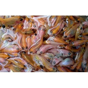 List of Companies Selling Cheap Fish Seeds | Indonetwork