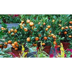 List of Companies Selling Cheap Fruit Plants | Indonetwork