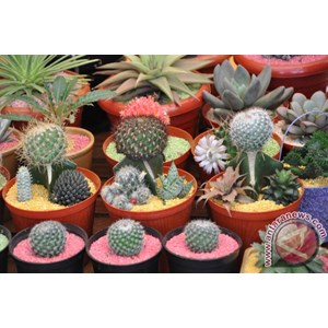 List of Companies Selling Decorative Plants Latest Prices 2021 | Indonetwork