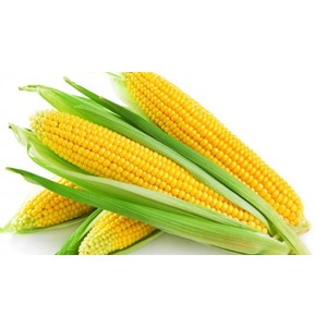 List of Companies Selling Cheap Corn | Indonetwork