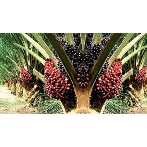List of Companies Selling Cheap Palm oil | Indonetwork