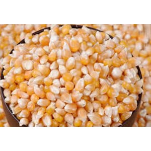 List of Companies Selling Small Corn Latest Prices 2021 | Indonetwork