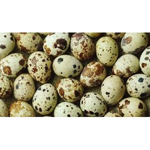 Supplier & distributor telur burung