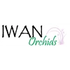 IWAN ORCHIDS