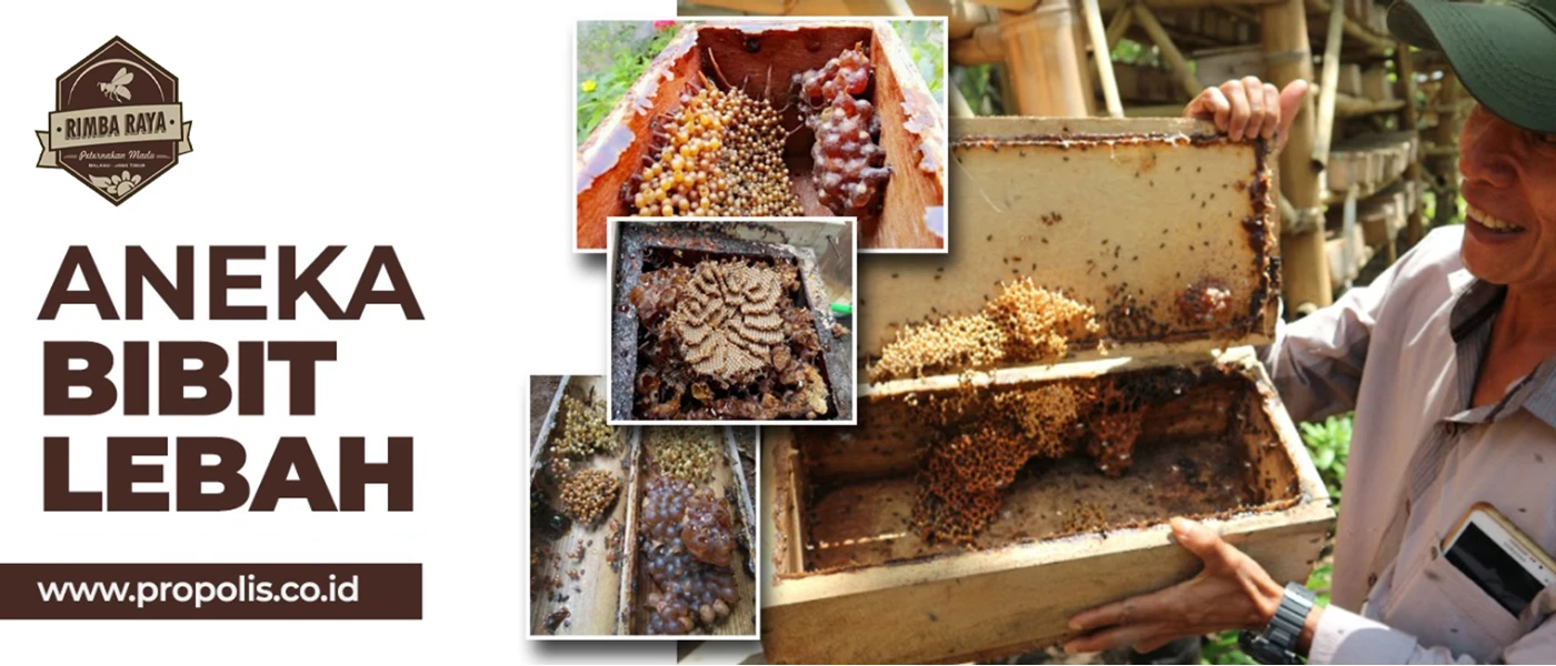 Rimba Raya Bee Farm