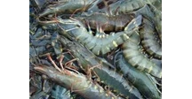 jualan kepiting