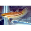 wild bettas akarensis
