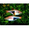 rasbora heteromorpha