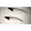 krytopterus minor (ghost glass cat fish)