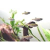 rasbora dorsiocellata (eye-spot rasbora)
