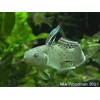 stigmatogobius sadnundio (knight goby)