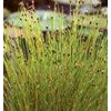 eleocharis acicularis /teki (water plant)