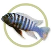 zebra ciclid ( pseudotropheus zebra))