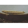 stiphodon elegans leuchtgobius /goby elegans