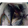 fresh yellow fin tuna whole/gg