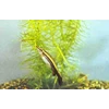 pensil fish / riau aligator