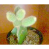 mamillaria sp.