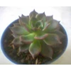 echeveria brown