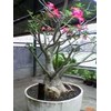 bonggol antik