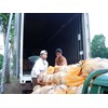 cabbage exporter