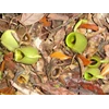 nepenthes ampillaria