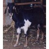 kambing kacang