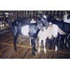 kambing kacukan / bligon / jawa randu / koploh