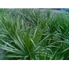pandan bali