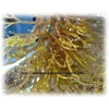 seaweed