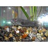 wild betta ideii / betta ideii