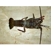 fish,lobster( frozen & live ),crab etc