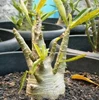 arabicum