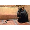 integrated pest management