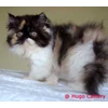 kucing persia