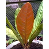 anthurium superbum (medium)
