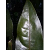 anthurium marrie ~ black hookeri (small)