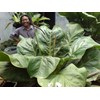 anthurium jemanii pearl (jumbo)