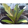 anthurium jemanii brown super red