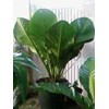 anthurium jemanii crown (jumbo)