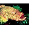 lobsters and grouper fish