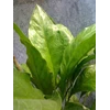 anthurium crenatum (bibit/seedling)