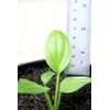 anthurium jenmani kol super #2 (sold)
