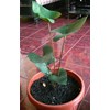 bintang kejora black
