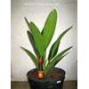 anthurium tombak