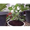 anthurium