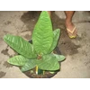 anthurium superbum