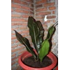 anthurium black-marie