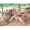 the root of tree