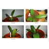 anthurium jenmanii klasik