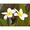 bunga kamboja kering(plumeria)